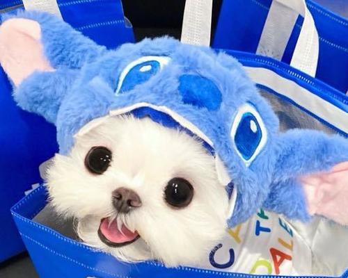 王者荣耀猫叔国服多少钱？购买猫叔国服需要注意什么？