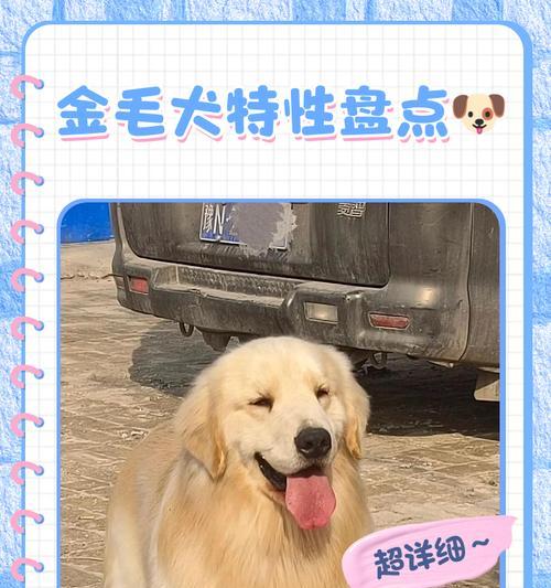 DNF金毛球宠物性能如何？金毛球值得培养吗？